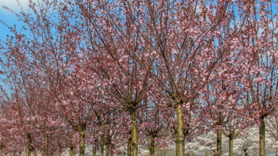 Pohled na stromořadí rozkvetlých višní (Prunus sargentii).